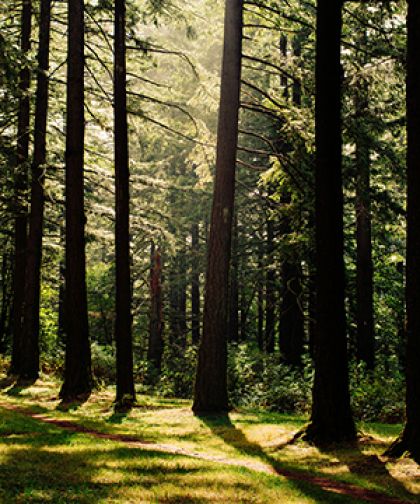 Wald